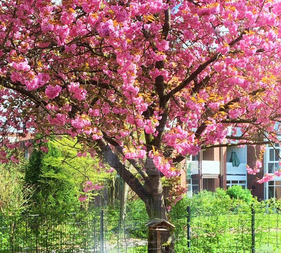 Zierkirsche im Garten der Tagespflege Westerstede Unsere Zierkirsche im Garten der Tagespflege Westerstede